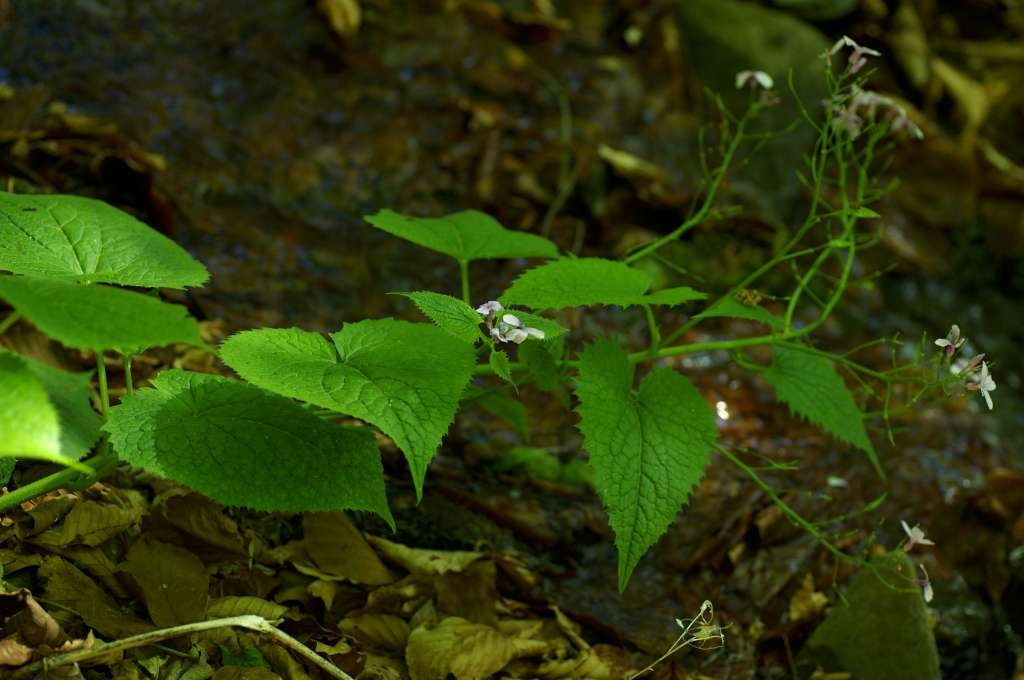 IMGP3373-1024~4.jpg