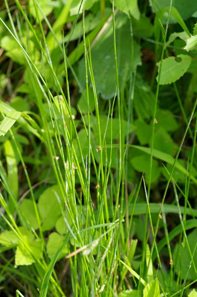IMGP3394-1024~0.jpg