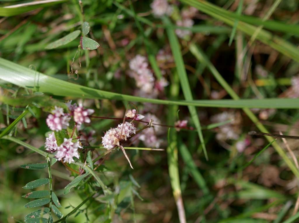 IMGP3398-1024~1.jpg