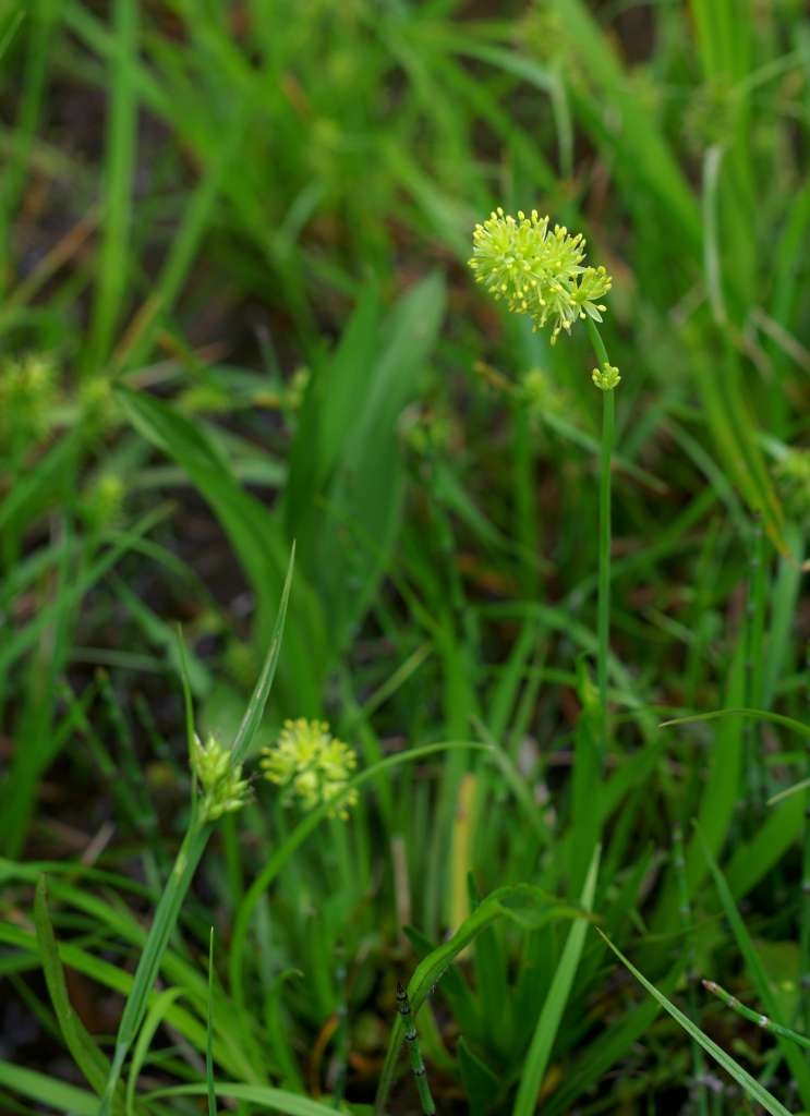 IMGP3422-1024~5.jpg