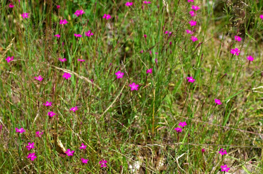 IMGP3431-1024~0.jpg