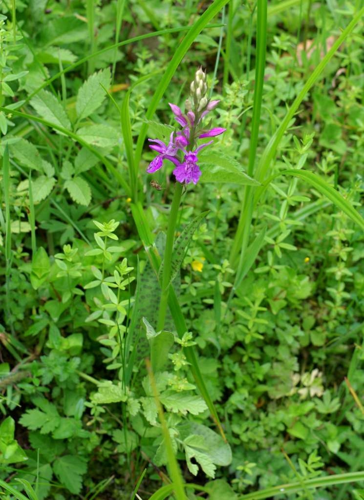IMGP3434-1024~3.jpg