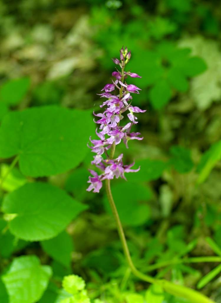 IMGP3450-1024~1.jpg