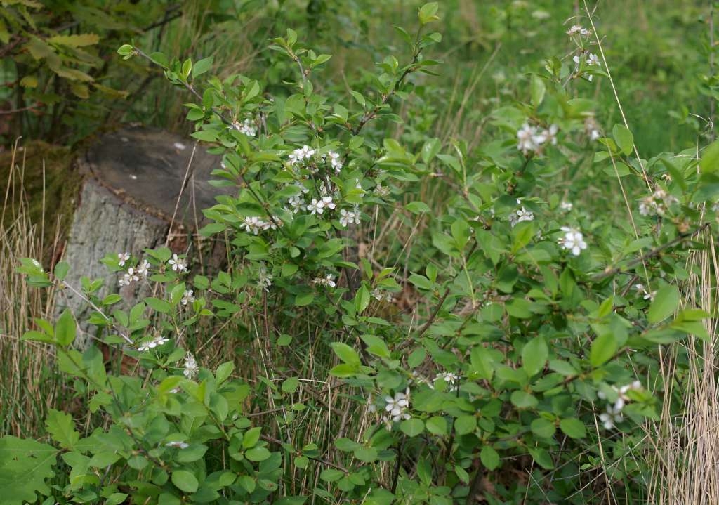 IMGP3452-1024~1.jpg