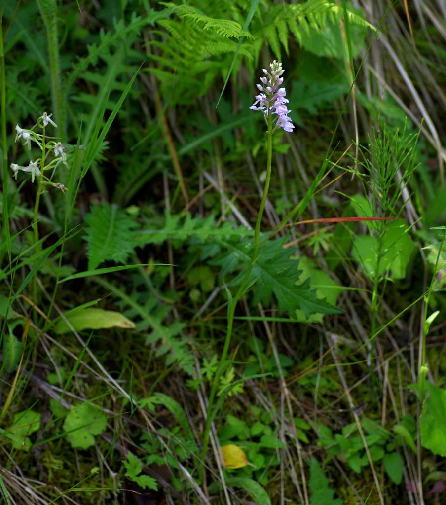 IMGP3453-1024~0.jpg