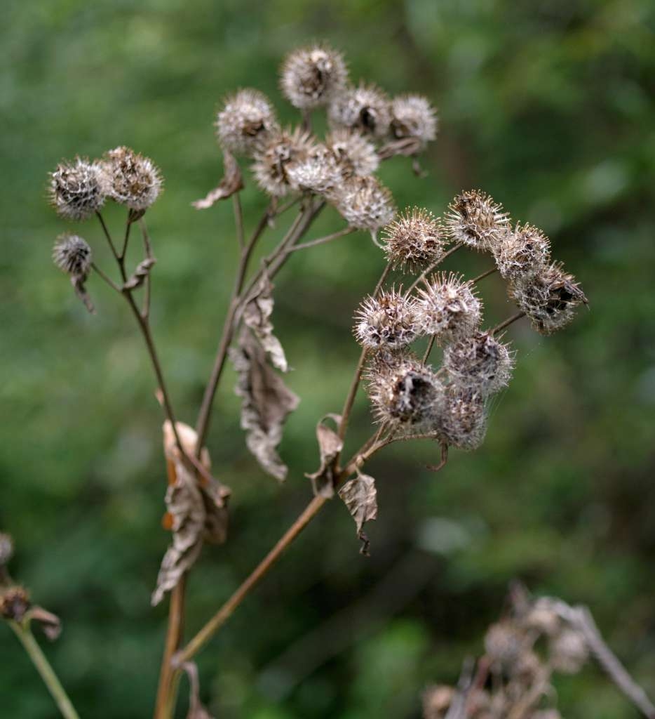 IMGP3454-1024~2.jpg
