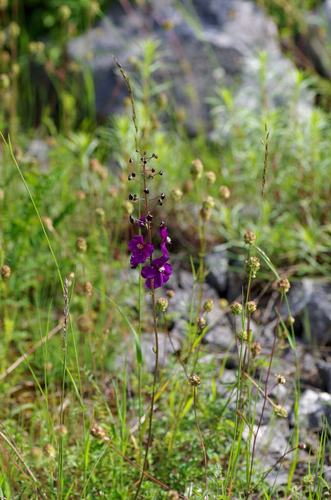 IMGP3480-1024.jpg