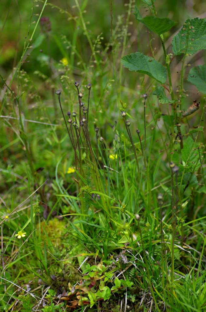 IMGP3487-1024~0.jpg
