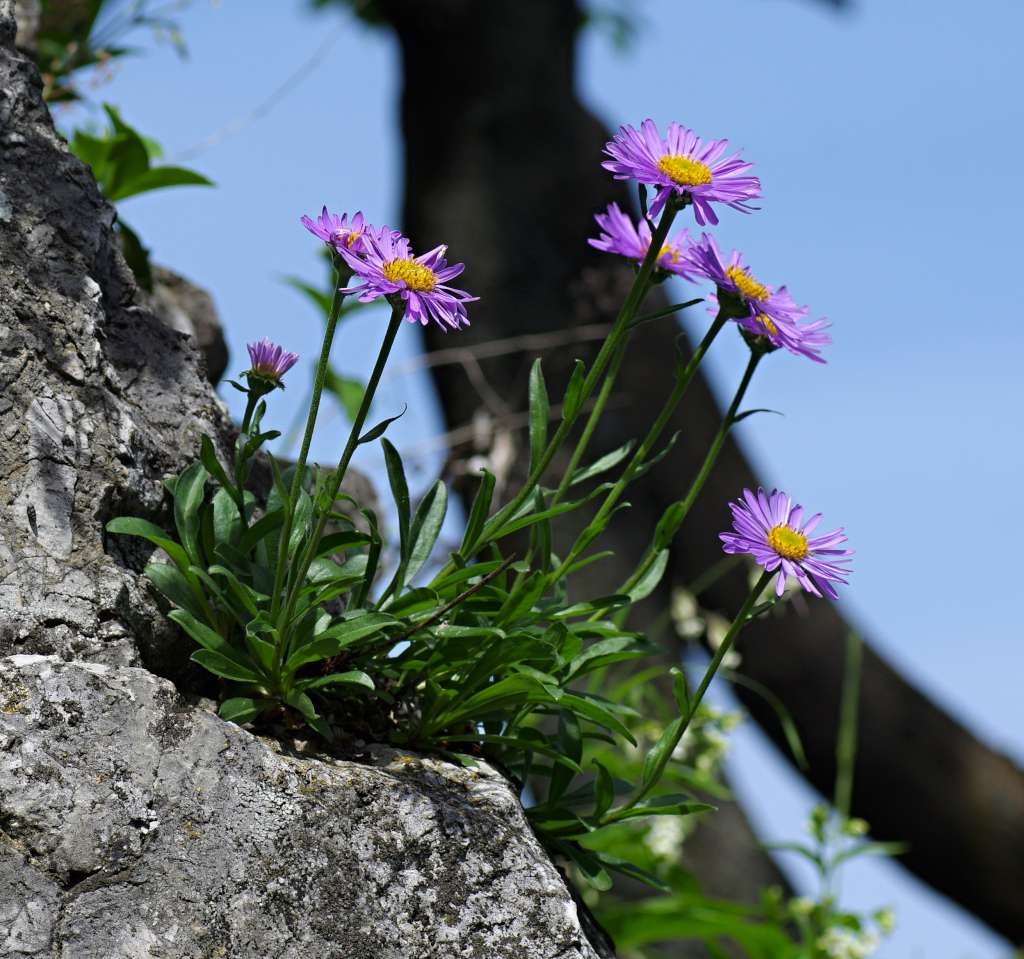 IMGP3491-1024.jpg