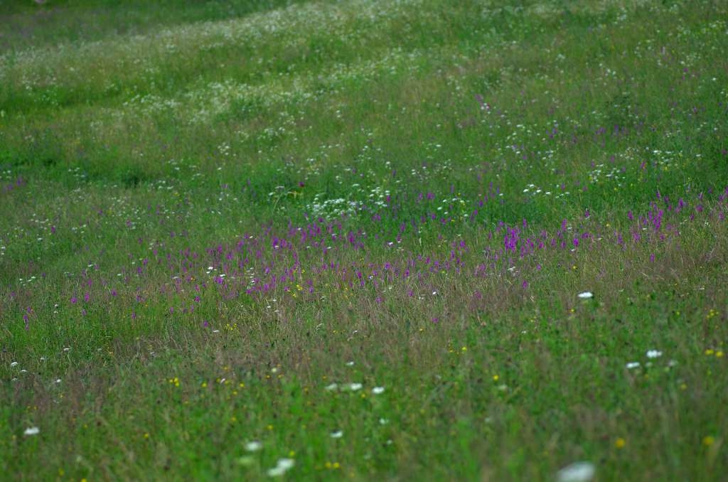 IMGP3499-1024~0.jpg