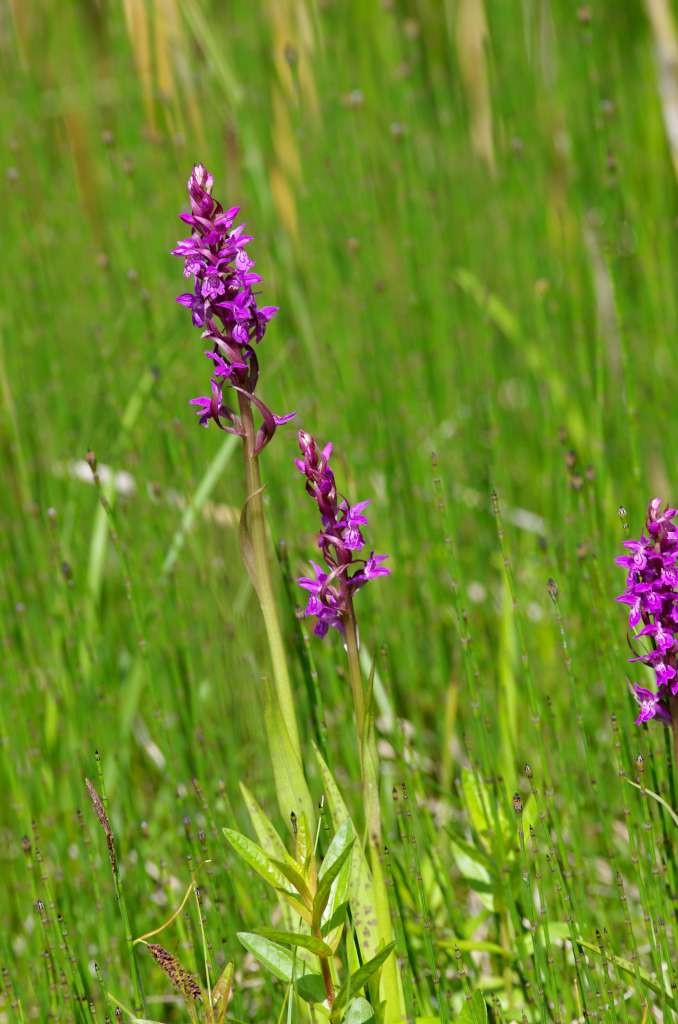 IMGP3515-1024~0.jpg