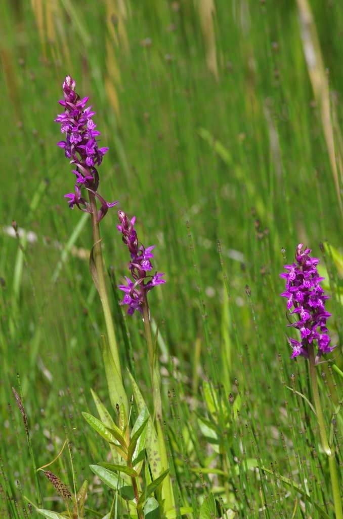 IMGP3516-1024.jpg