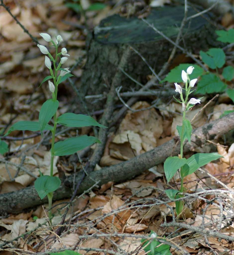 IMGP3542-1024~3.jpg
