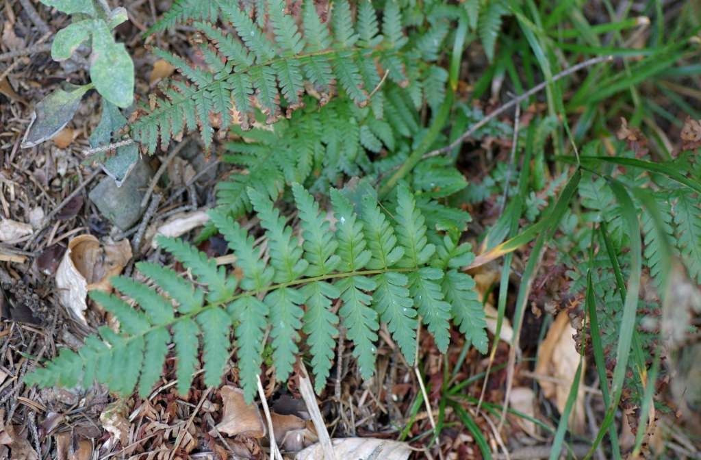 IMGP3592-1024~3.jpg