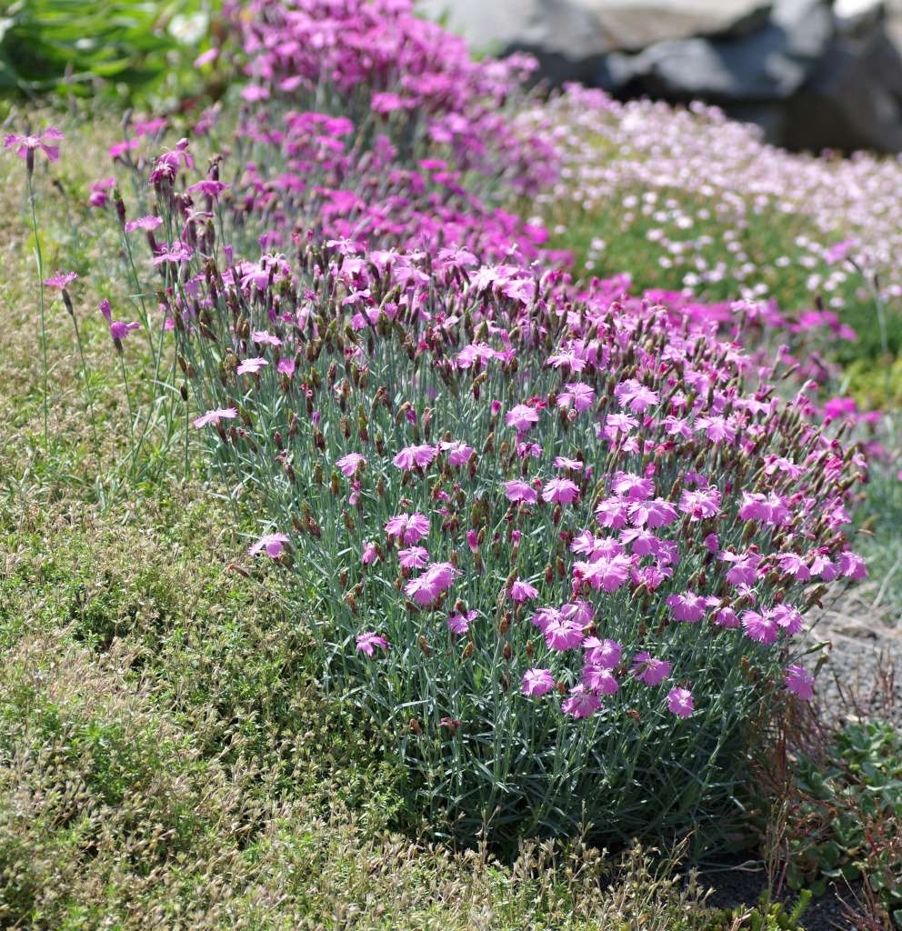 IMGP3596-1024~1.jpg