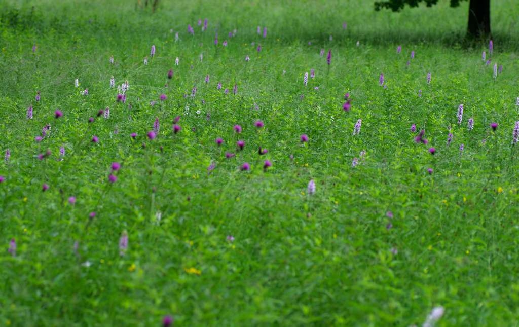 IMGP3605-1024~1.jpg