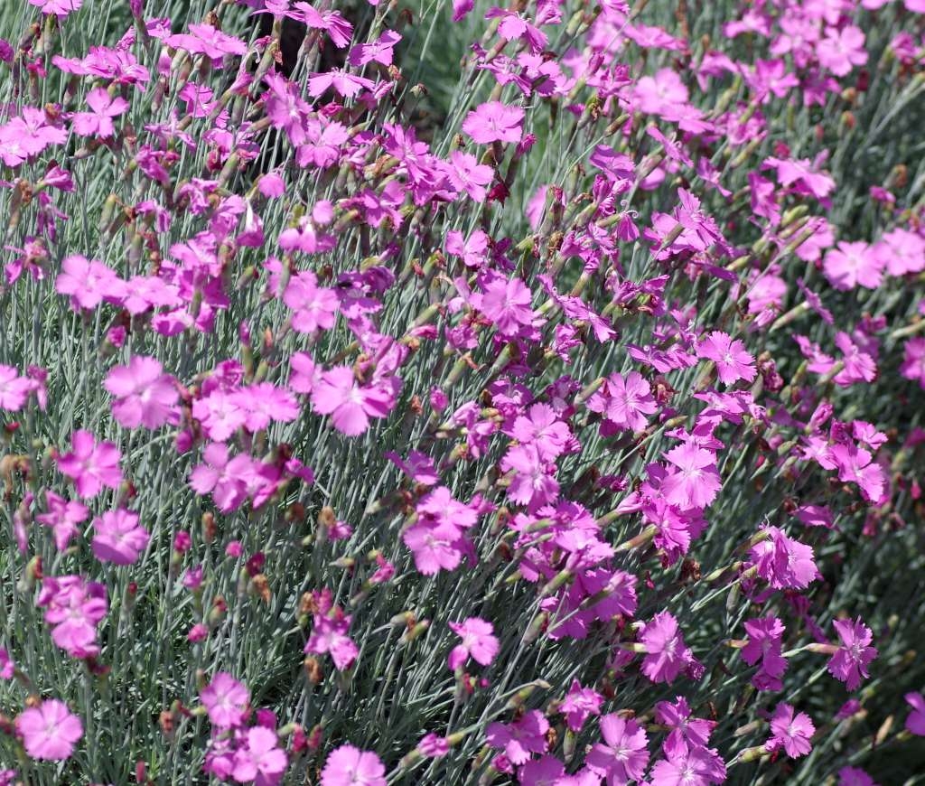 IMGP3605-1024~3.jpg