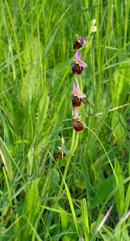IMGP3616-1024~1.jpg