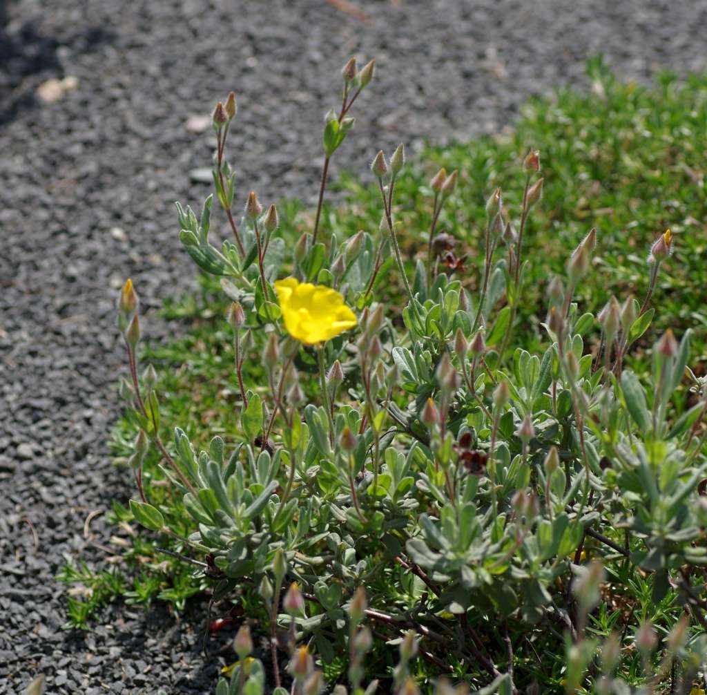 IMGP3618-1024~4.jpg