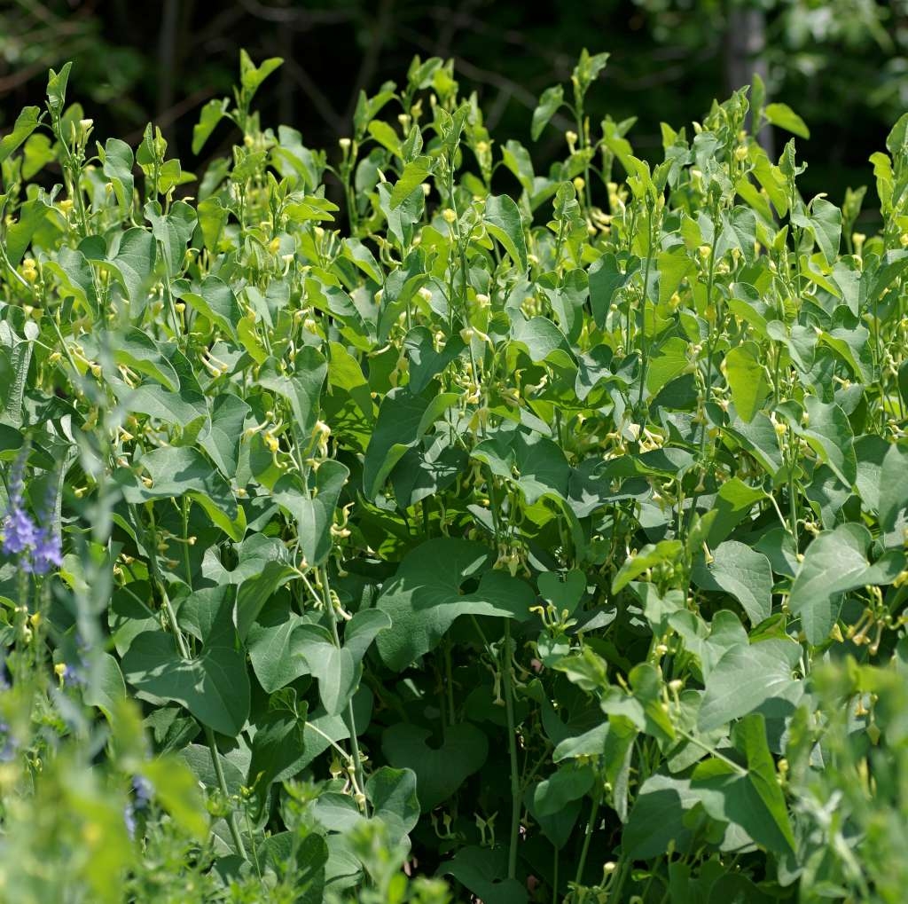 IMGP3622-1024~4.jpg