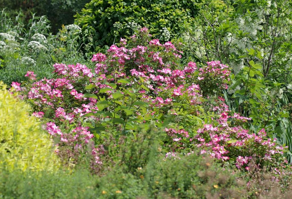 IMGP3632-1024~3.jpg