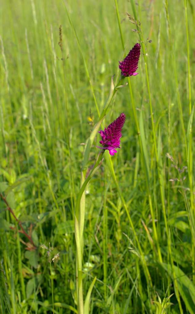 IMGP3633-1024.jpg