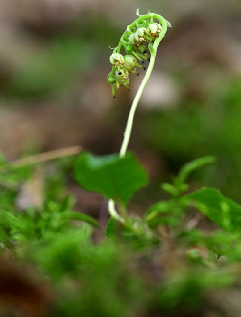 IMGP3645-1024.jpg