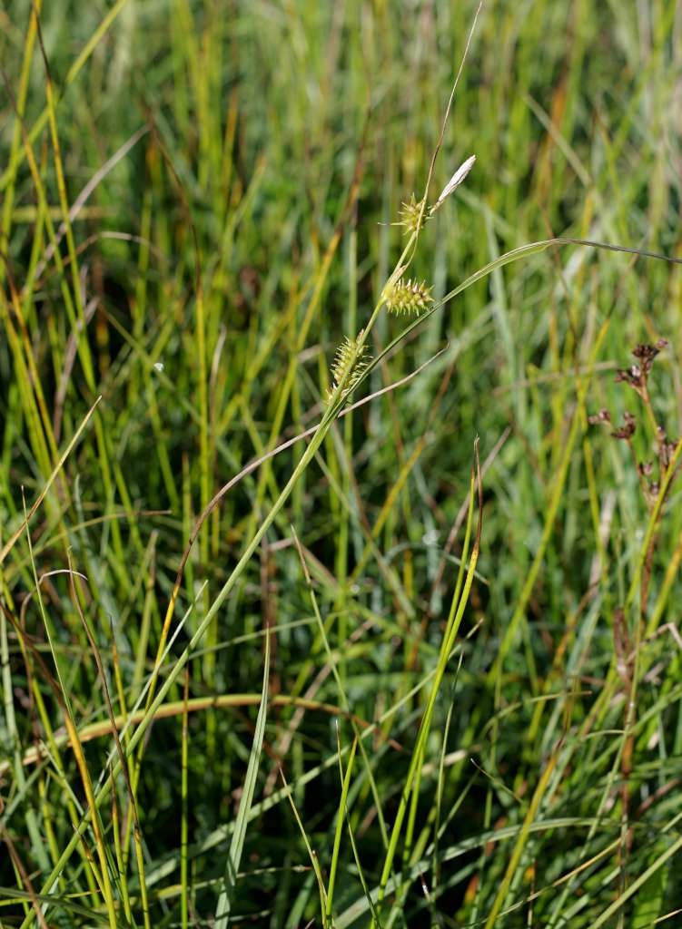 IMGP3661-1024~0.jpg