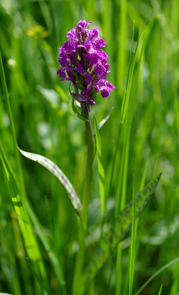 IMGP3667-1024~0.jpg