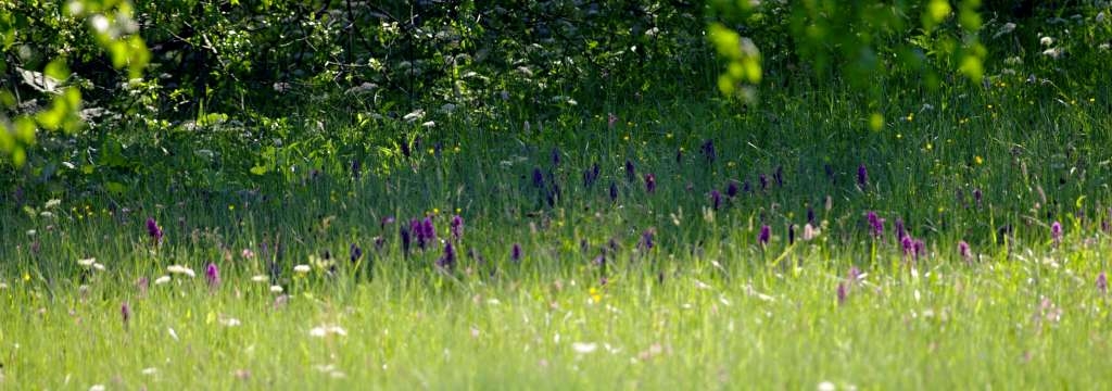 IMGP3714-1024.jpg