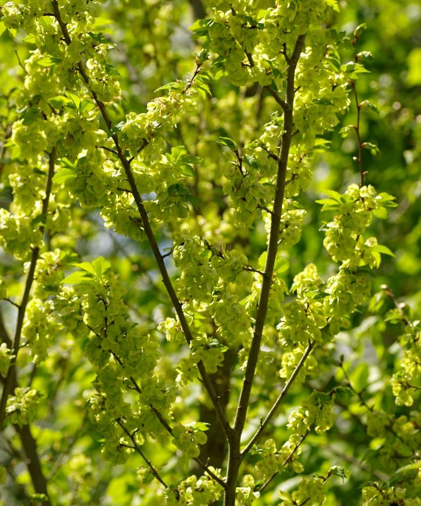 IMGP3715-1024~3.jpg