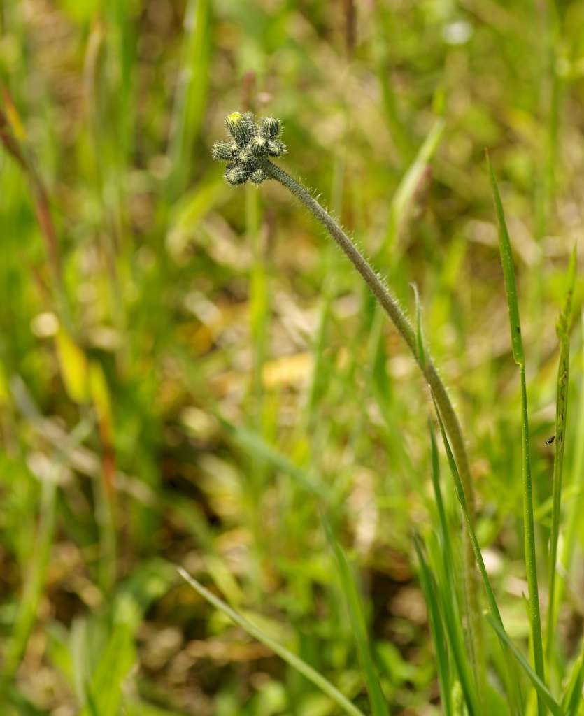 IMGP3724-1024~1.jpg
