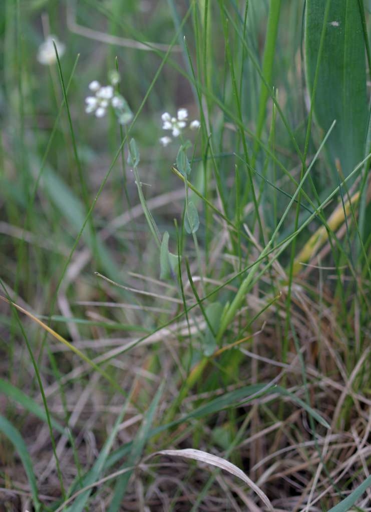 IMGP3730-1024~0.jpg