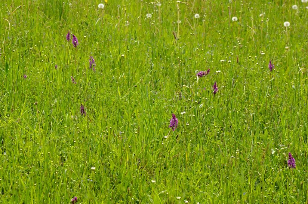 IMGP3743-1024~3.jpg