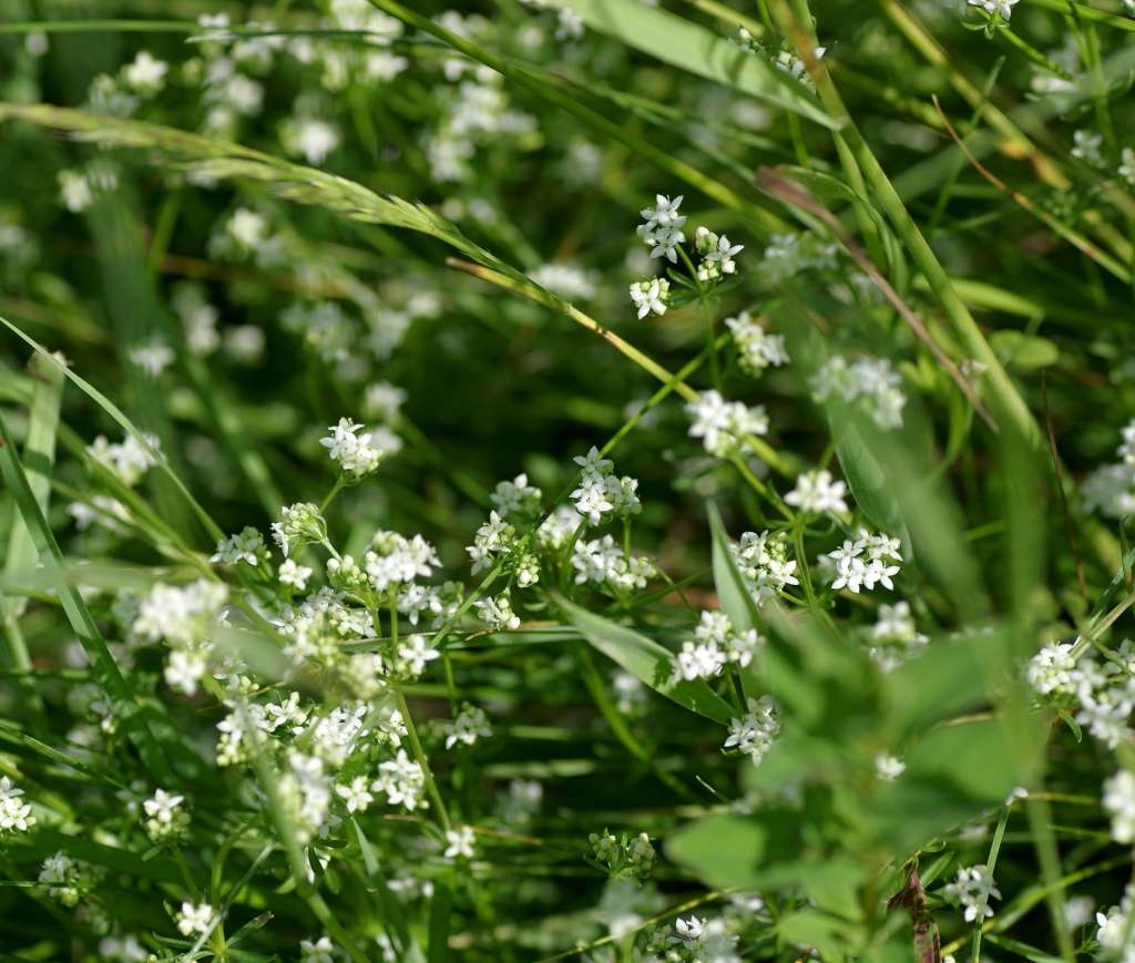 IMGP3762-1024~4.jpg