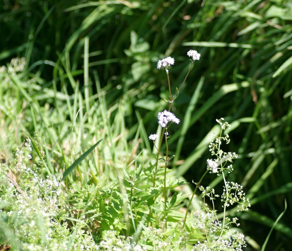 IMGP3774-1024~0.jpg
