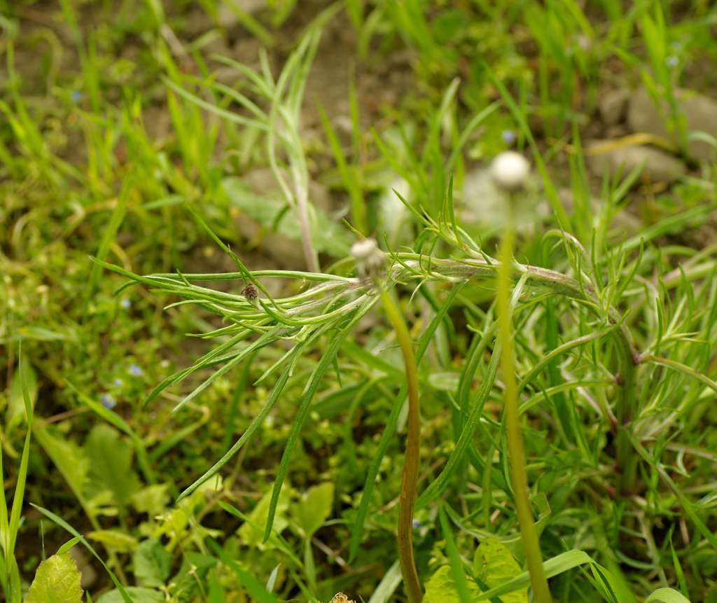 IMGP3793-1024~3.jpg