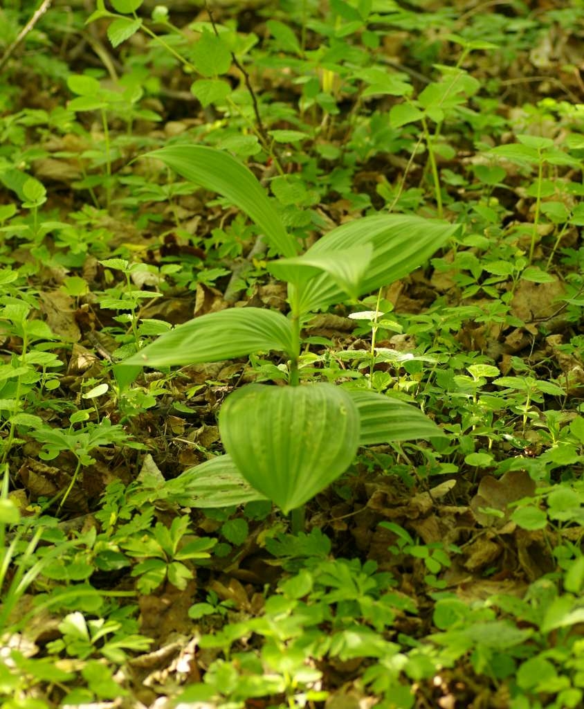 IMGP3802-1024~4.jpg