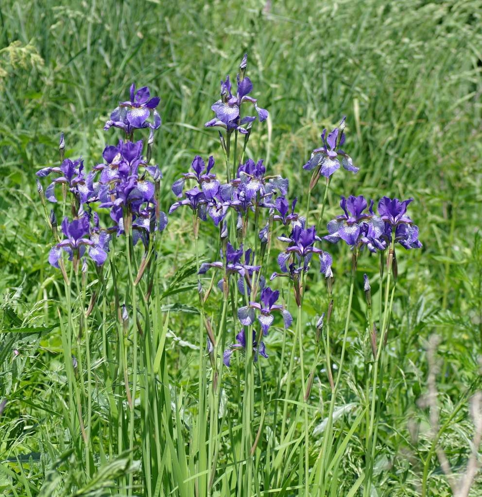 IMGP3805-1024~2.jpg