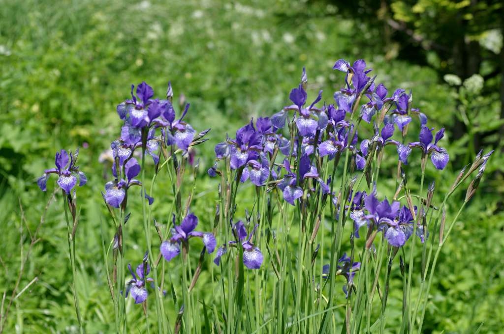 IMGP3806-1024~2.jpg