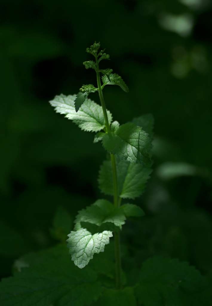 IMGP3808-1024~2.jpg