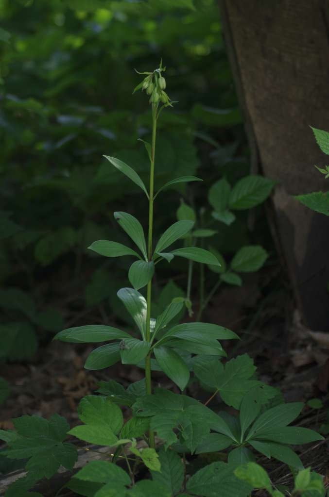 IMGP3815-1024~2.jpg