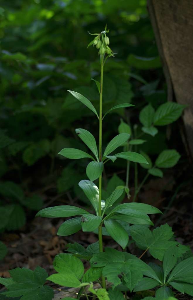 IMGP3816-1024~2.jpg