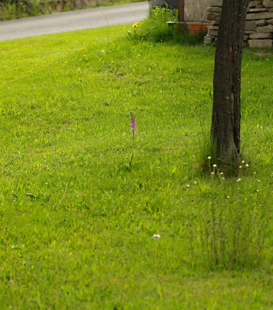 IMGP3825-1024~1.jpg