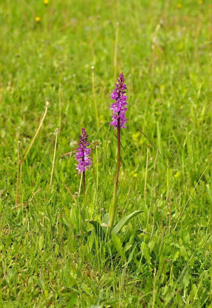 IMGP3826-1024~0.jpg