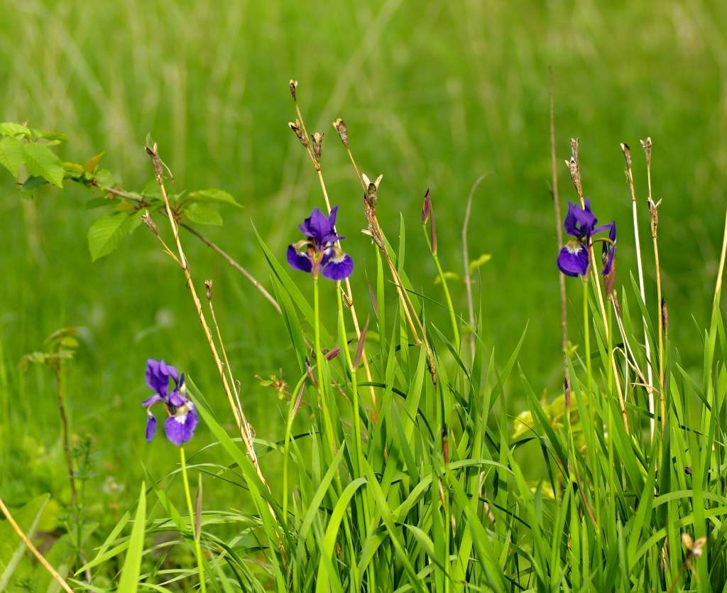 IMGP3833-1024~2.jpg