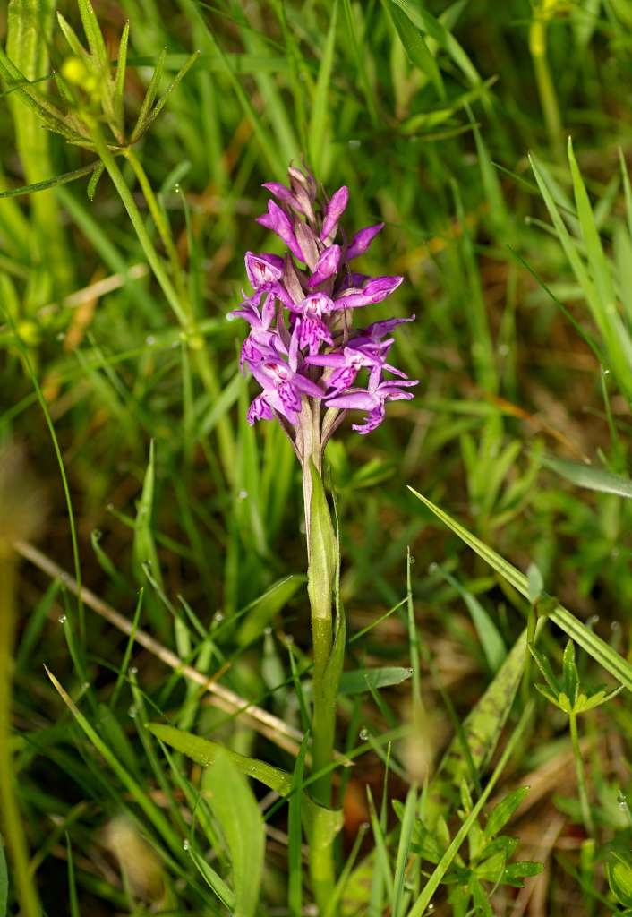 IMGP3834-1024~4.jpg