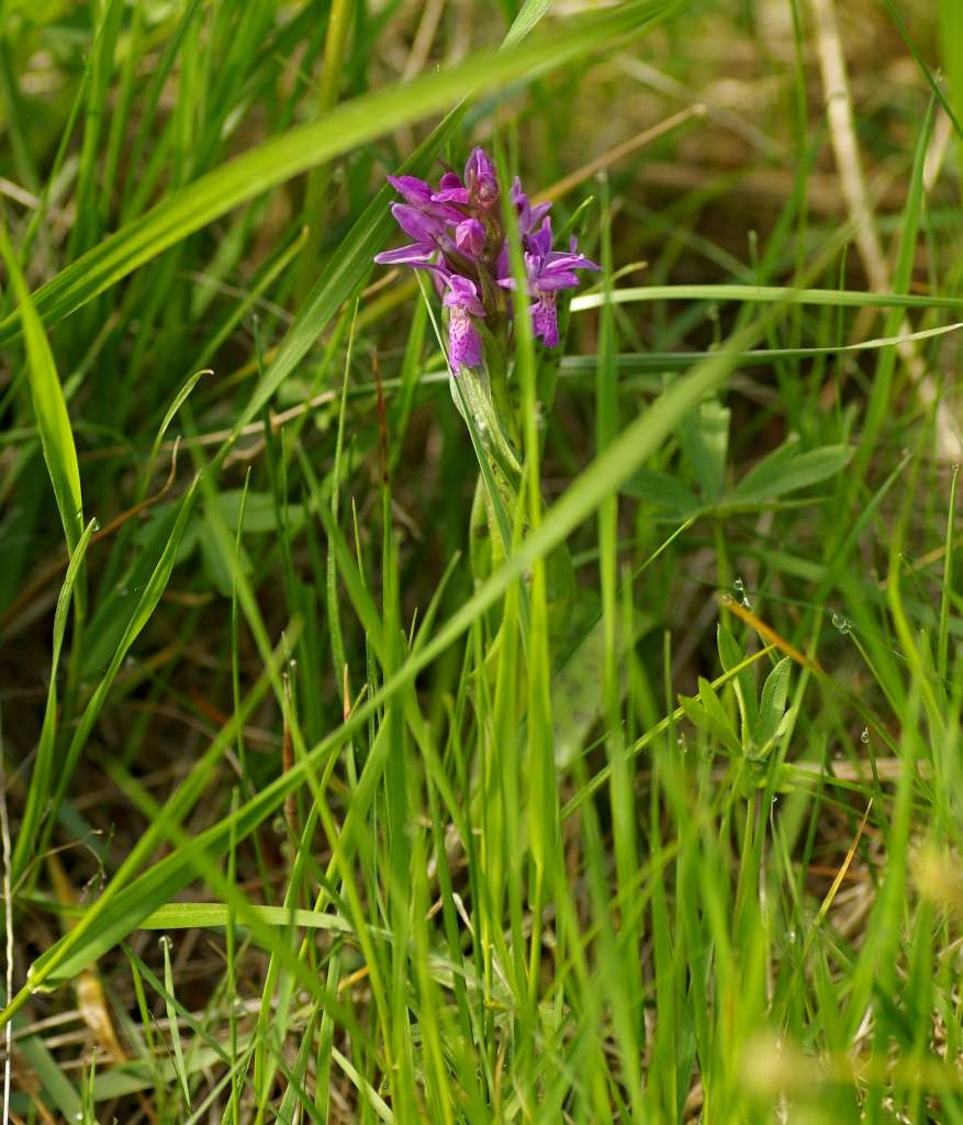 IMGP3835-1024~2.jpg