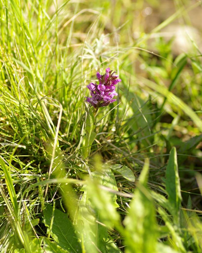 IMGP3836-1024~1.jpg