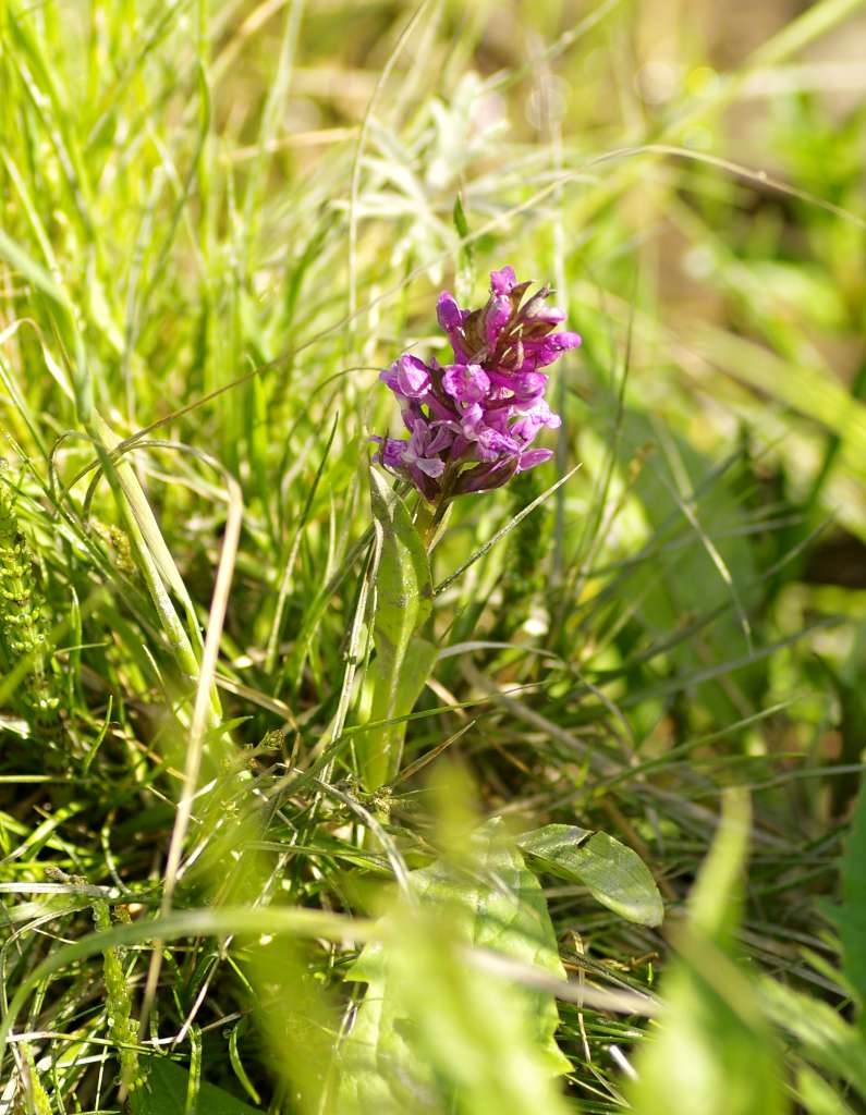 IMGP3837-1024~4.jpg